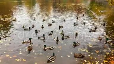 一群美丽的鸭子和鸭子在秋天的池塘里游泳